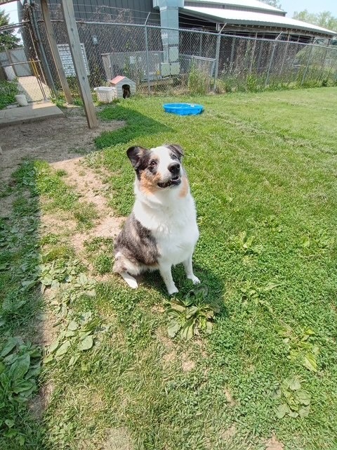 Balto