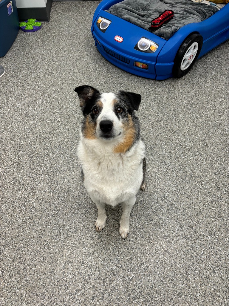 Balto