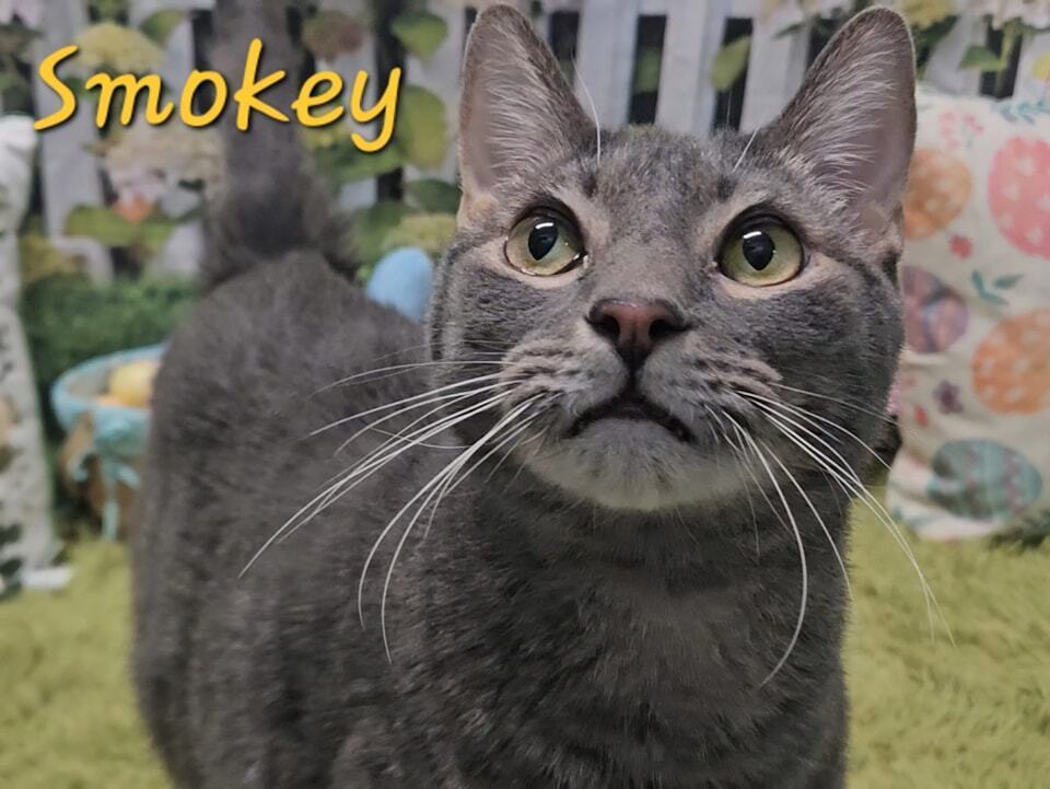 Smokey, an adoptable Russian Blue, Tabby in Muskegon, MI, 49442 | Photo Image 1