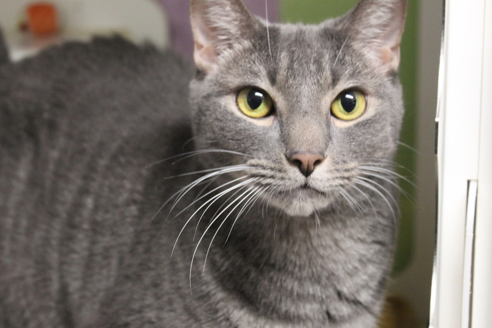 Smokey, an adoptable Russian Blue, Tabby in Muskegon, MI, 49442 | Photo Image 2