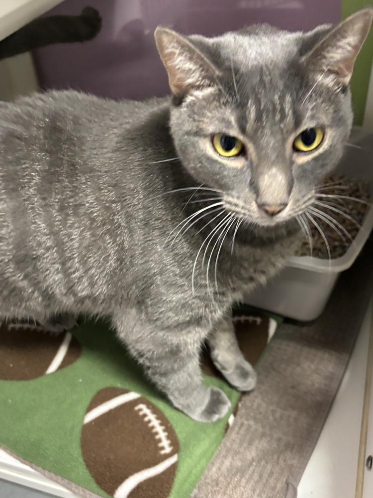 Smokey, an adoptable Russian Blue, Tabby in Muskegon, MI, 49442 | Photo Image 3