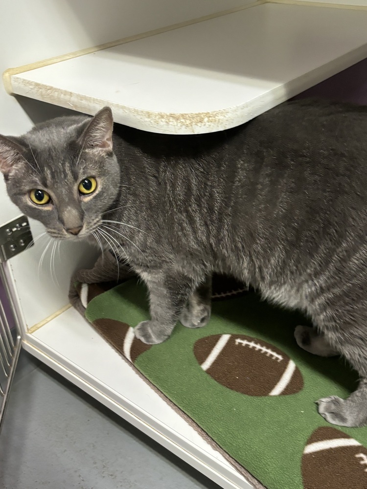 Smokey, an adoptable Russian Blue, Tabby in Muskegon, MI, 49442 | Photo Image 4