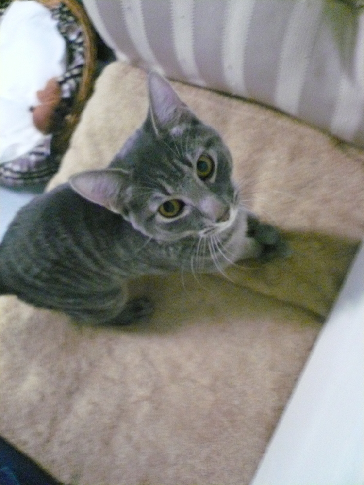 Smokey, an adoptable Russian Blue, Tabby in Muskegon, MI, 49442 | Photo Image 5