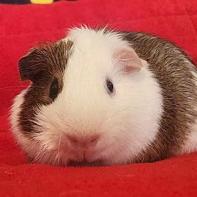 Gus, Adult Male Guinea Pig