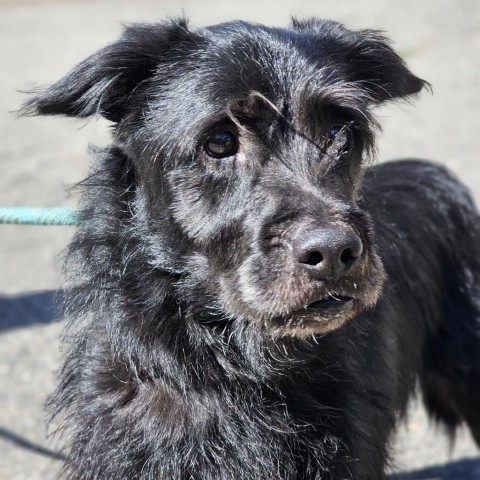 Winston, an adoptable Standard Schnauzer in Mount Shasta, CA, 96067 | Photo Image 1