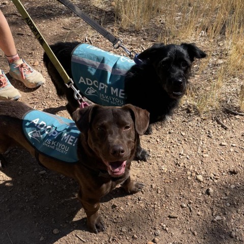 Winston, an adoptable Standard Schnauzer in Mount Shasta, CA, 96067 | Photo Image 2