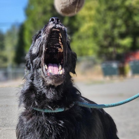 Winston, an adoptable Standard Schnauzer in Mount Shasta, CA, 96067 | Photo Image 4