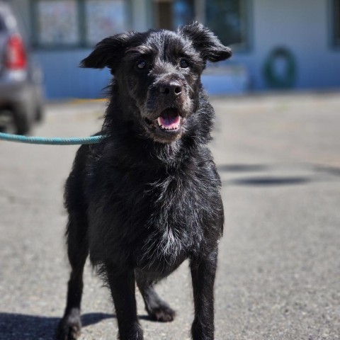 Winston, an adoptable Standard Schnauzer in Mount Shasta, CA, 96067 | Photo Image 5