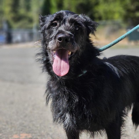 Winston, an adoptable Standard Schnauzer in Mount Shasta, CA, 96067 | Photo Image 6