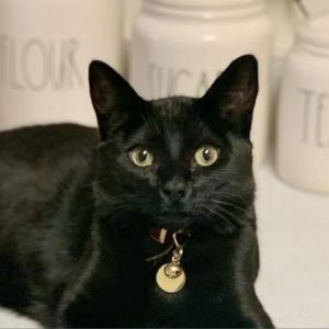 Bagheera