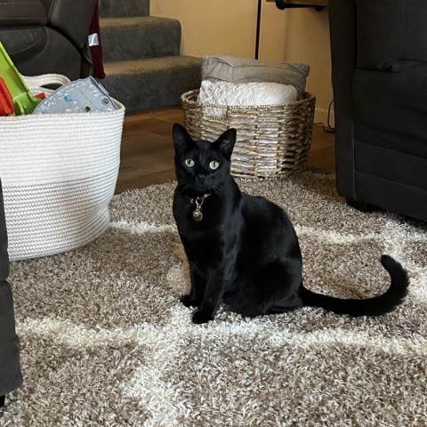 Bagheera