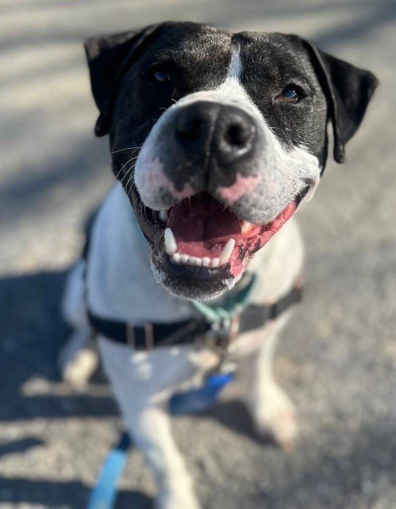 Wade *Sponsored Adoption