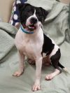 Wade *Partial Sponsored Adoption