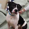 Wade *Partial Sponsored Adoption
