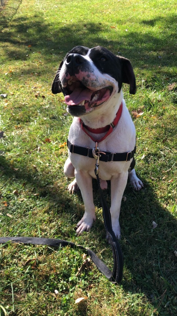 Wade *Sponsored Adoption