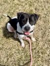 Wade *Partial Sponsored Adoption