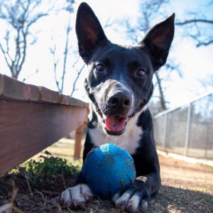 Dale, Adult Male Shepherd