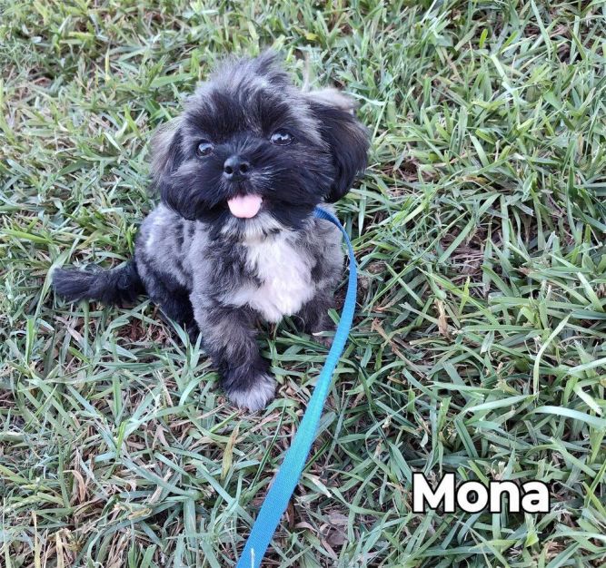 Dog for adoption Mona (TX), a Shih Tzu Mix in New York, NY Petfinder