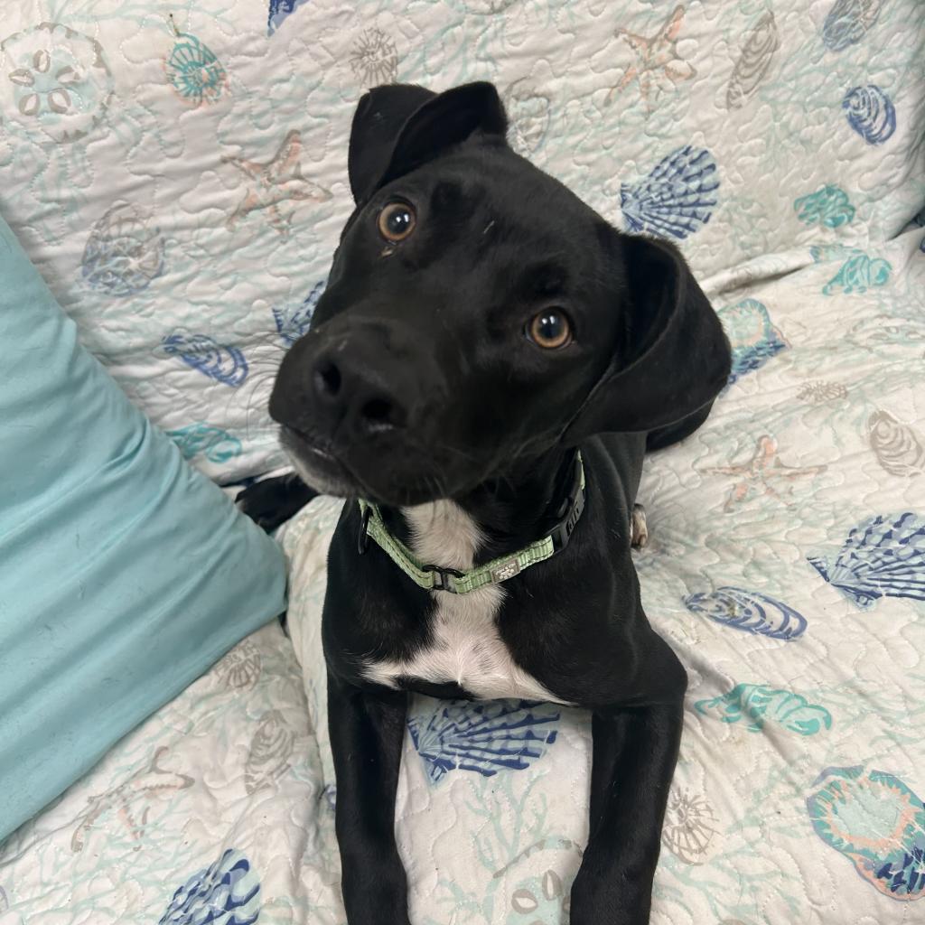 Hickory, an adoptable Pit Bull Terrier in Thomaston, ME, 04861 | Photo Image 1