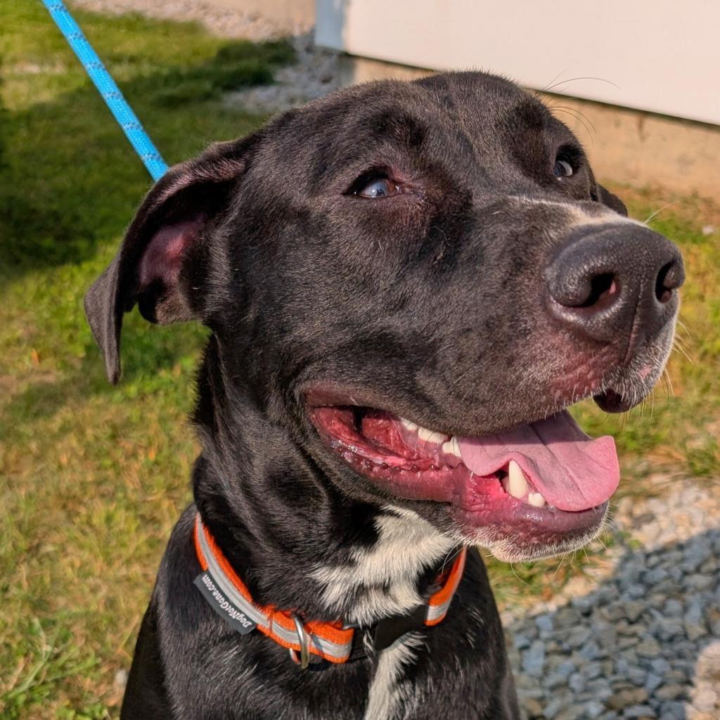 Simon, an adoptable Black Labrador Retriever in Thomaston, ME, 04861 | Photo Image 1