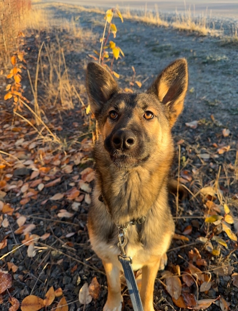 Ahsoka, an adoptable German Shepherd Dog, Husky in Yellowknife, NT, X1A 2W5 | Photo Image 1