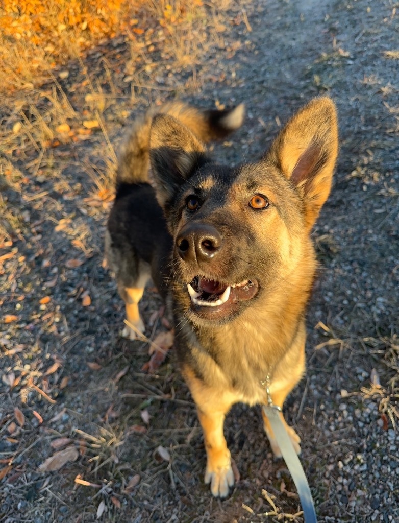 Ahsoka, an adoptable German Shepherd Dog, Husky in Yellowknife, NT, X1A 2W5 | Photo Image 2