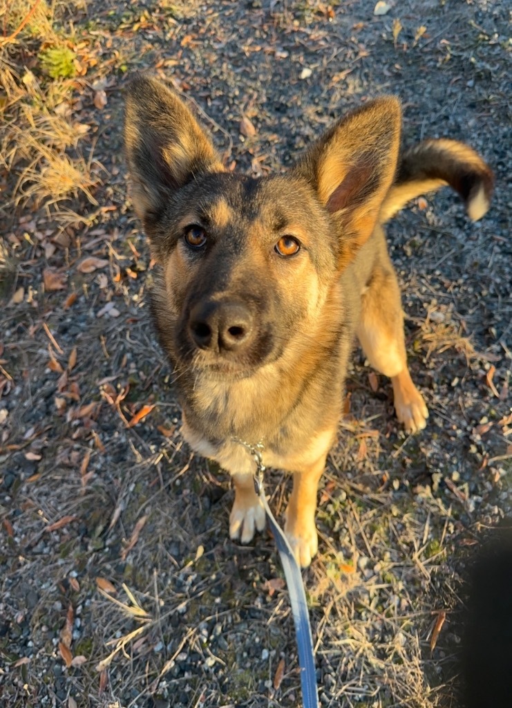 Ahsoka, an adoptable German Shepherd Dog, Husky in Yellowknife, NT, X1A 2W5 | Photo Image 3