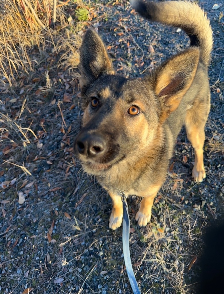 Ahsoka, an adoptable German Shepherd Dog, Husky in Yellowknife, NT, X1A 2W5 | Photo Image 4