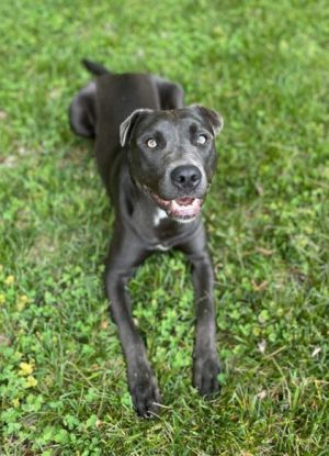 Taylor, Young Female Pit Bull Terrier