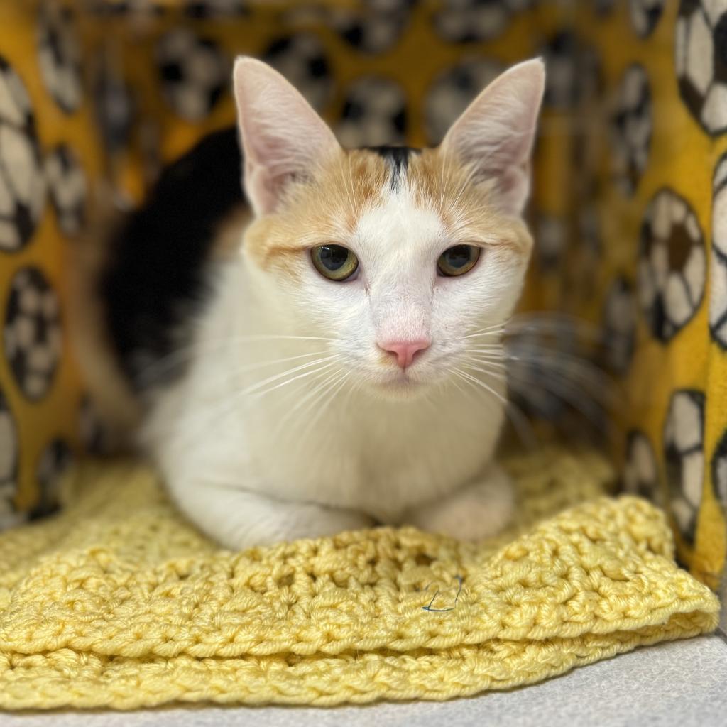 Shey, an adoptable Domestic Short Hair in Hailey, ID, 83333 | Photo Image 1