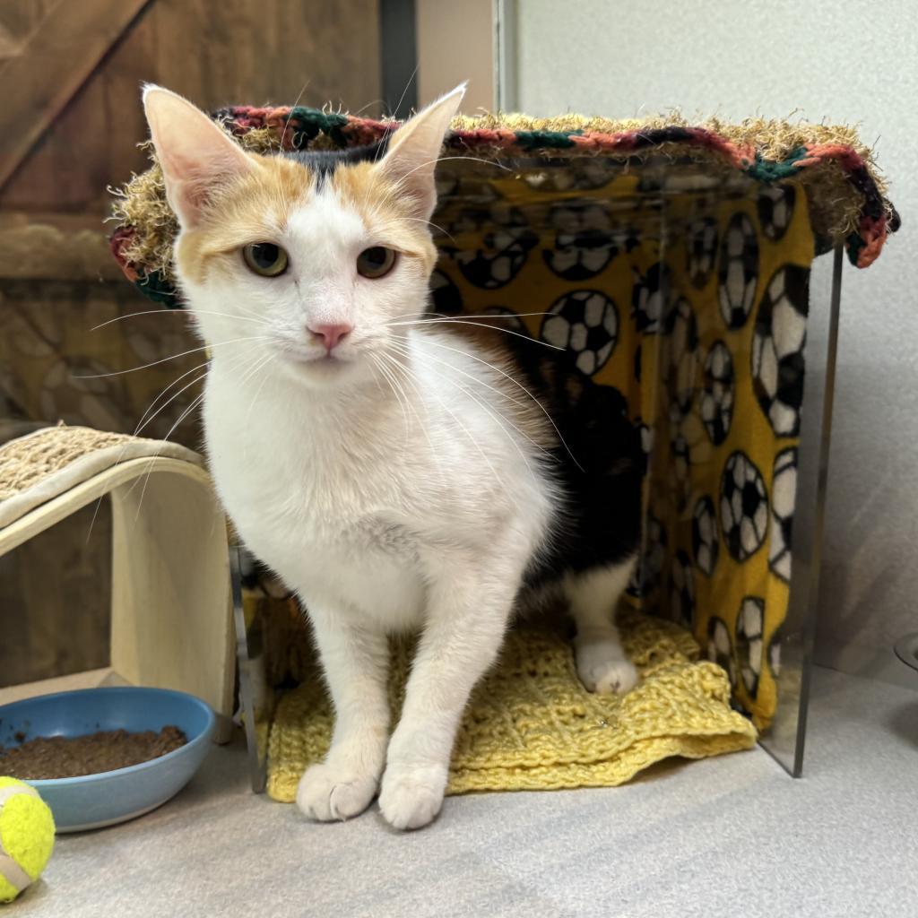 Shey, an adoptable Domestic Short Hair in Hailey, ID, 83333 | Photo Image 3