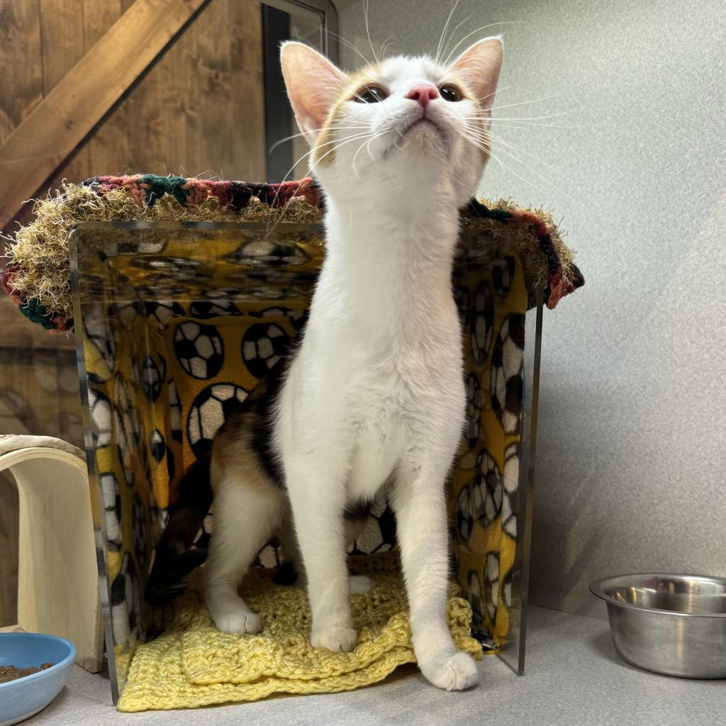 Shey, an adoptable Domestic Short Hair in Hailey, ID, 83333 | Photo Image 3