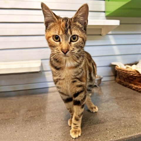 Buscuits, an adoptable Domestic Short Hair in Hailey, ID, 83333 | Photo Image 1