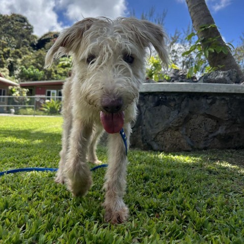 Brad, an adoptable Mixed Breed in Kailua Kona, HI, 96740 | Photo Image 4