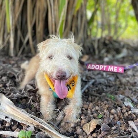 Brad, an adoptable Mixed Breed in Kailua Kona, HI, 96740 | Photo Image 5