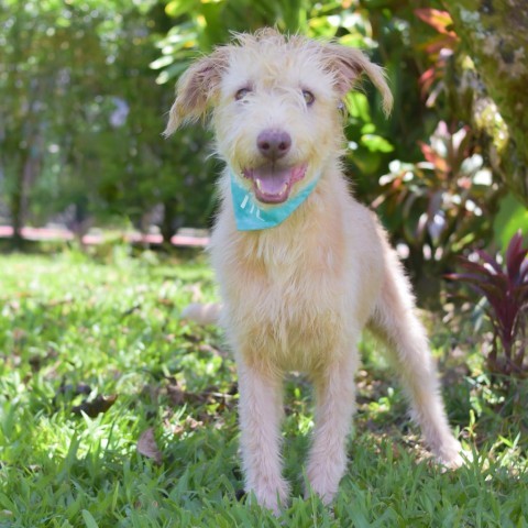 Brad, an adoptable Mixed Breed in Kailua Kona, HI, 96740 | Photo Image 6