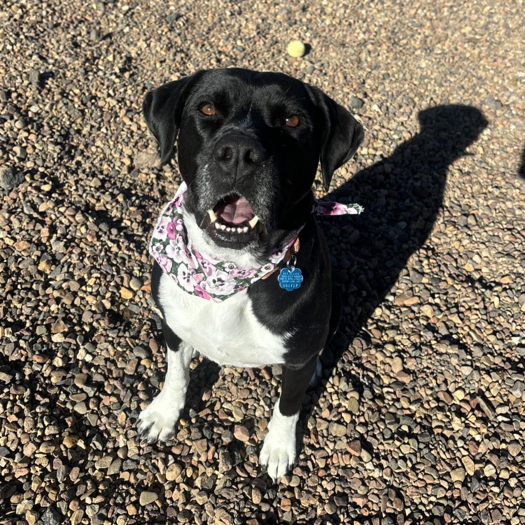 Princess, an adoptable Pit Bull Terrier, Labrador Retriever in Show Low, AZ, 85901 | Photo Image 1