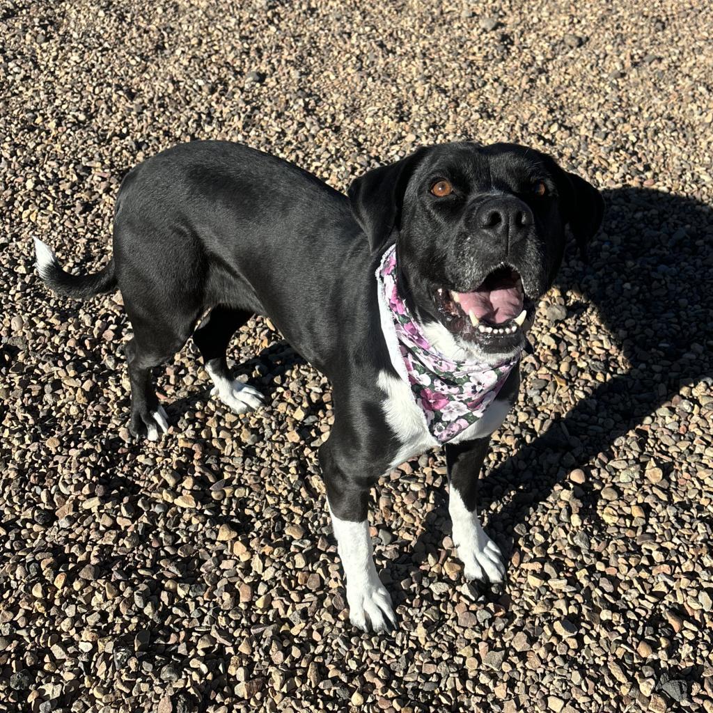 Princess, an adoptable Pit Bull Terrier, Labrador Retriever in Show Low, AZ, 85901 | Photo Image 2