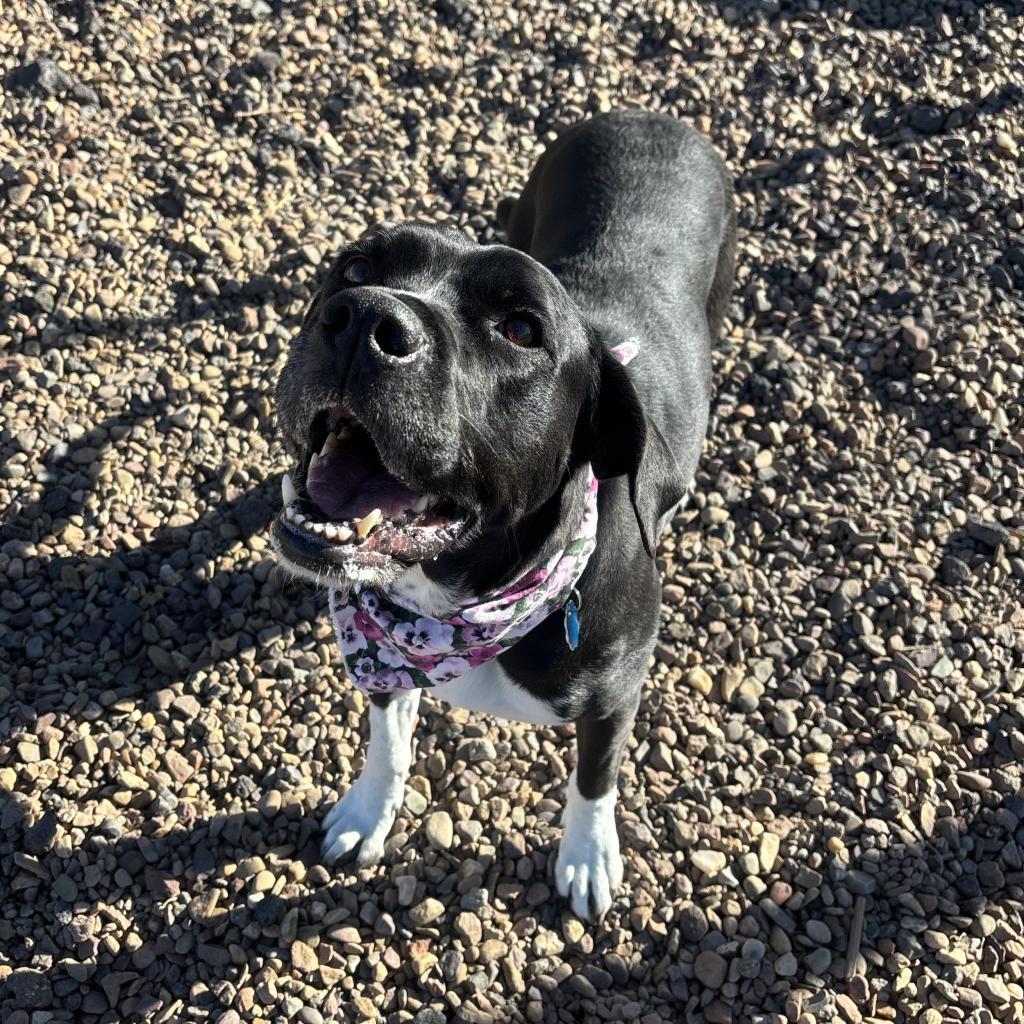 Princess, an adoptable Pit Bull Terrier, Labrador Retriever in Show Low, AZ, 85901 | Photo Image 3