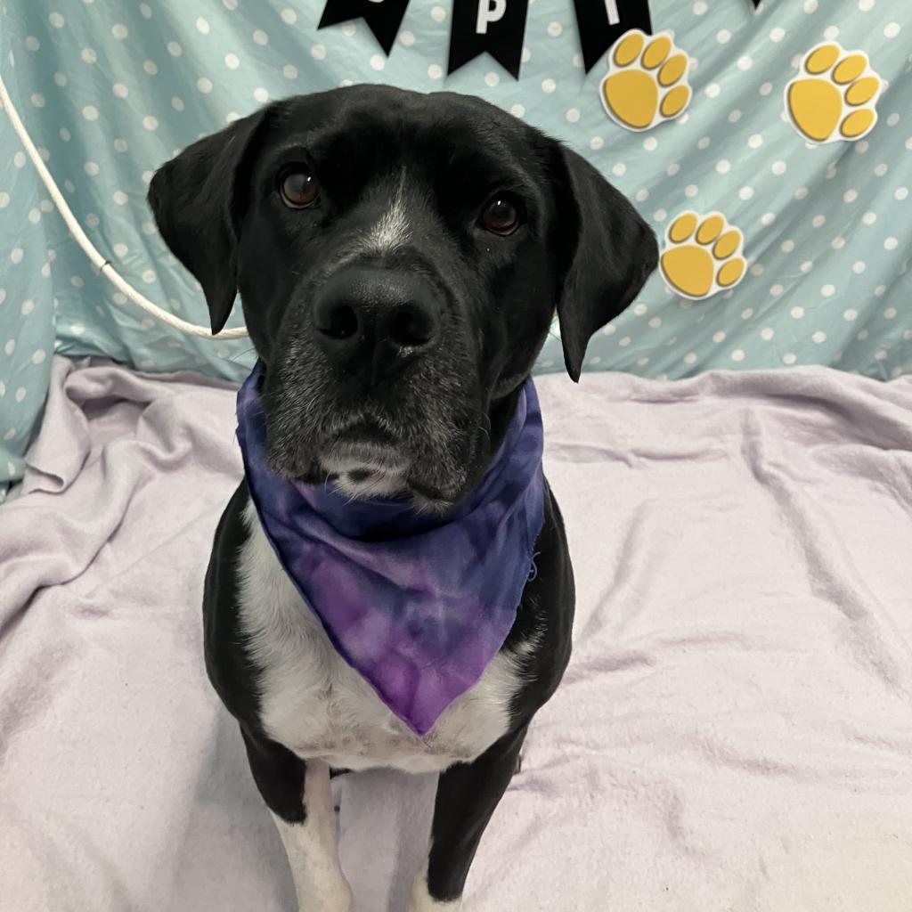 Princess, an adoptable Pit Bull Terrier, Labrador Retriever in Show Low, AZ, 85901 | Photo Image 4