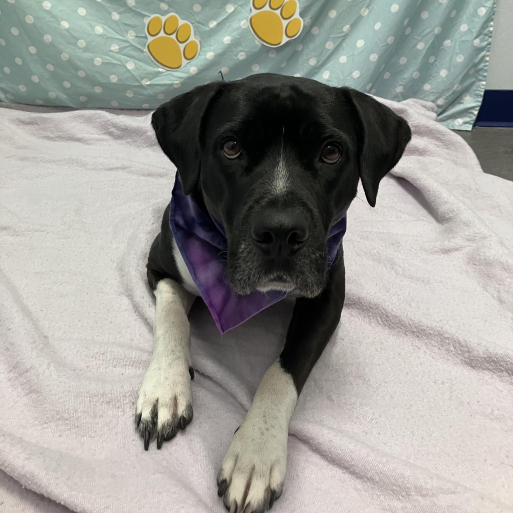 Princess, an adoptable Pit Bull Terrier, Labrador Retriever in Show Low, AZ, 85901 | Photo Image 5