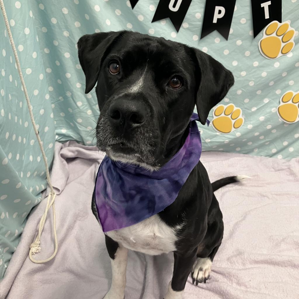 Princess, an adoptable Pit Bull Terrier, Labrador Retriever in Show Low, AZ, 85901 | Photo Image 6