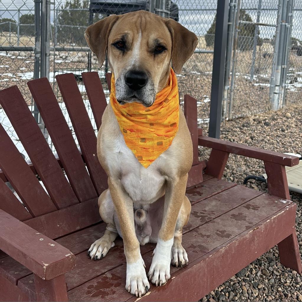 Prince, an adoptable Great Dane, Mixed Breed in Show Low, AZ, 85901 | Photo Image 1