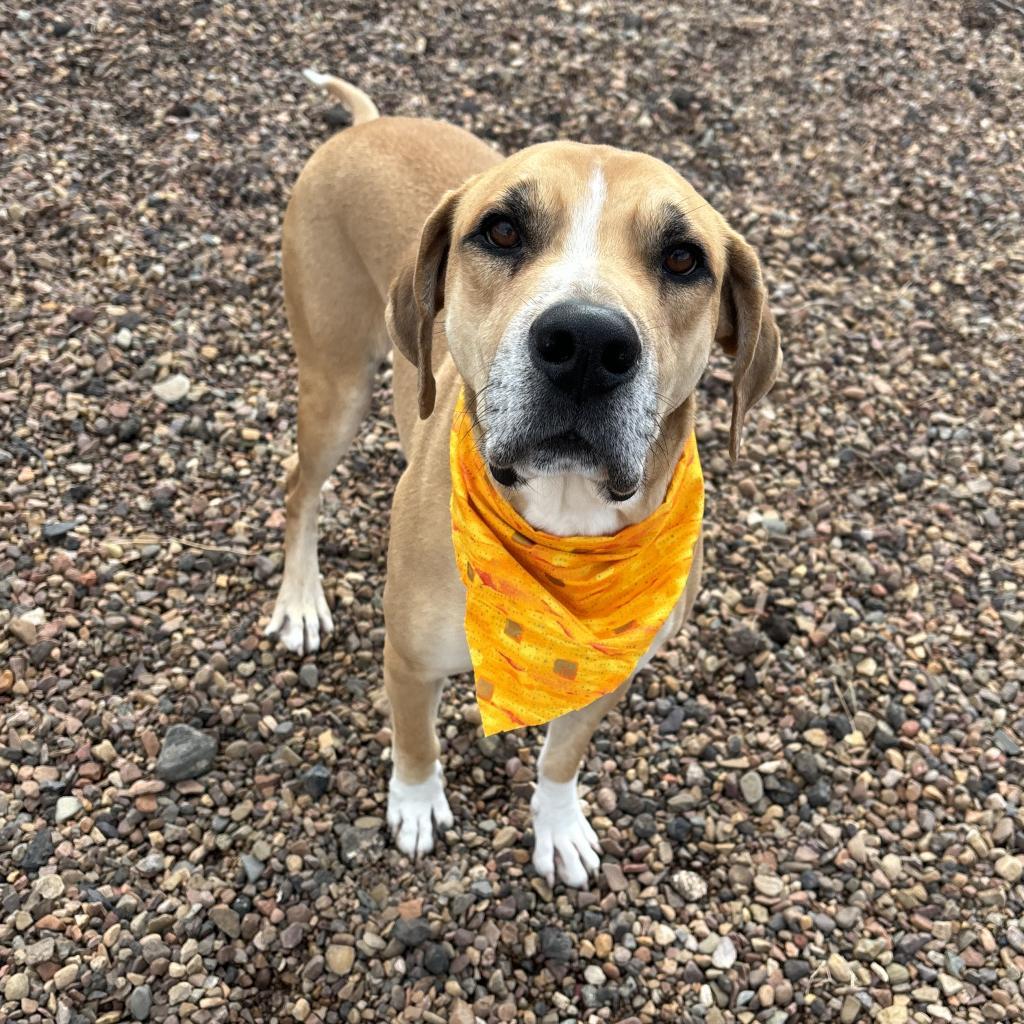 Prince, an adoptable Great Dane, Mixed Breed in Show Low, AZ, 85901 | Photo Image 2