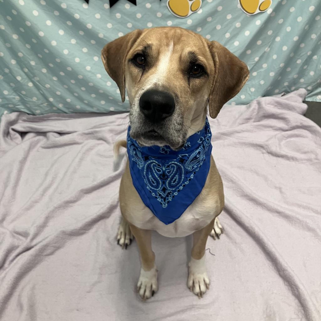 Prince, an adoptable Great Dane, Mixed Breed in Show Low, AZ, 85901 | Photo Image 5