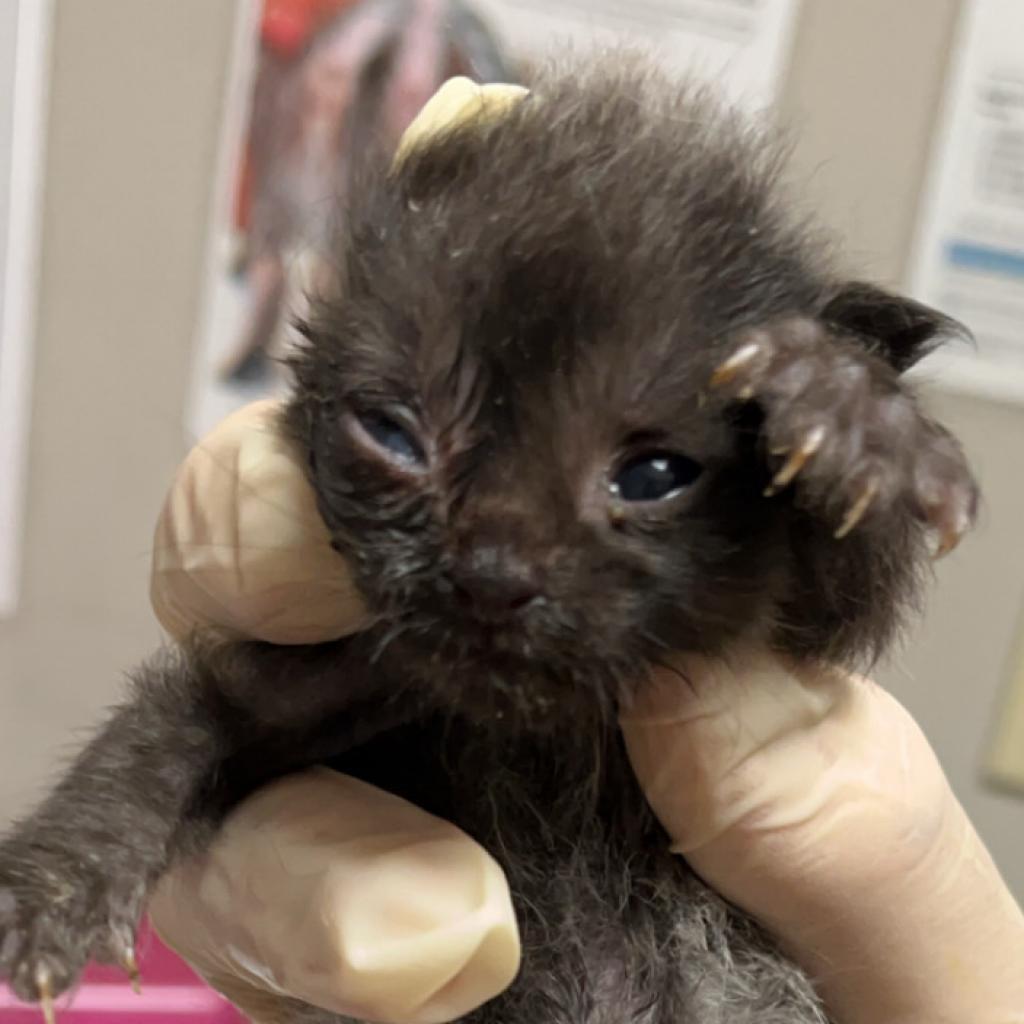 Tweety, an adoptable Domestic Short Hair in Yuma, AZ, 85365 | Photo Image 2