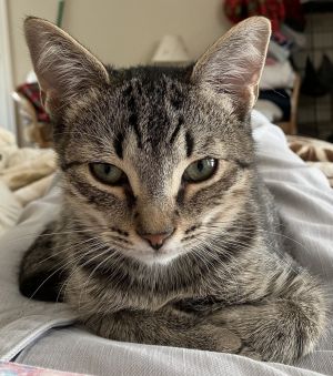 Louie - ET