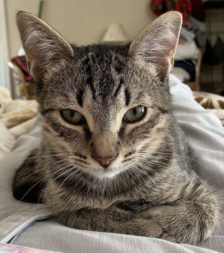 Louie - ET 1