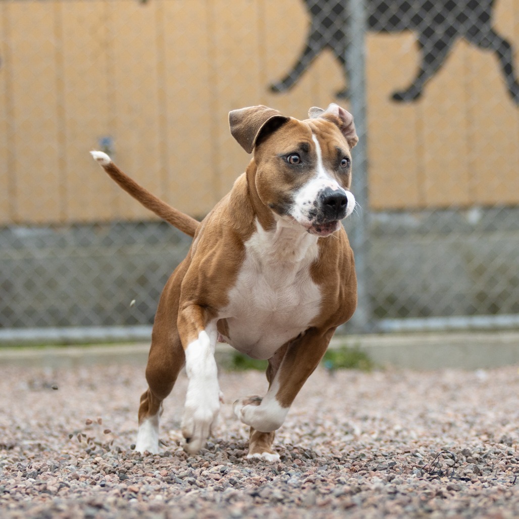 L-41-24 Bella, an adoptable Pit Bull Terrier in Watertown, NY, 13601 | Photo Image 1