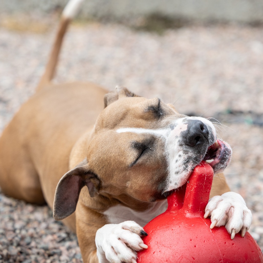 L-41-24 Bella, an adoptable Pit Bull Terrier in Watertown, NY, 13601 | Photo Image 1